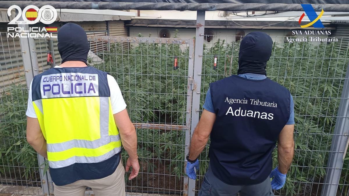 Vídeo | Desarticulada una organización criminal formada por un clan familiar dedicado al tráfico de marihuana en Sevilla