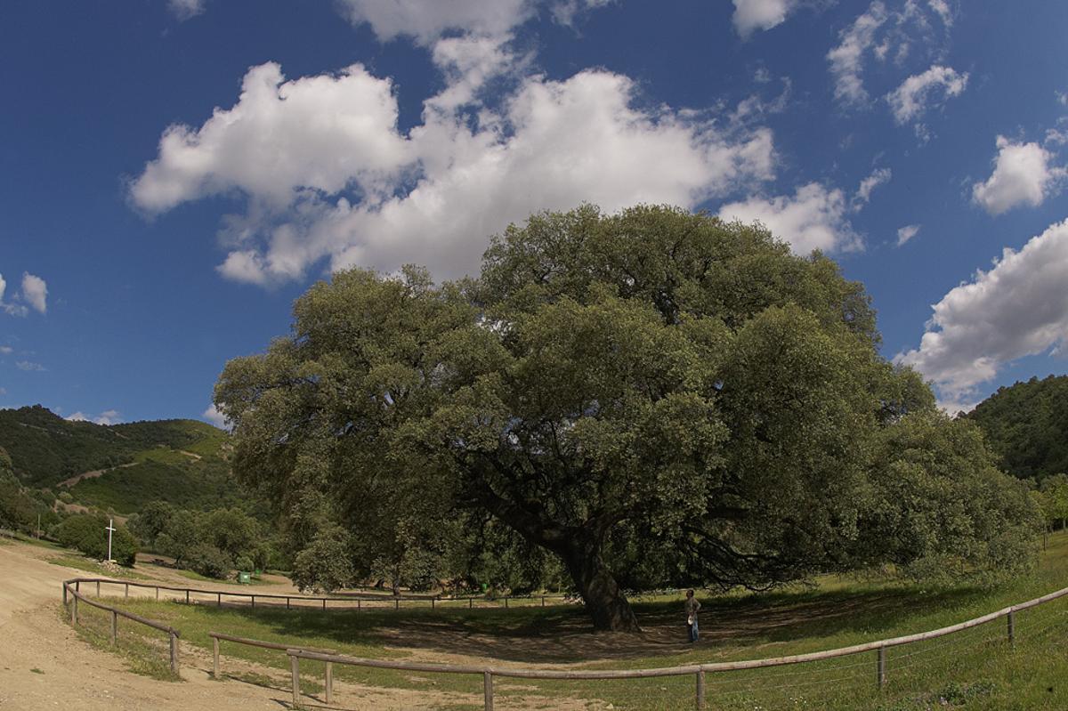 El árbol es una portentosa encima de 400 años de antigüedad