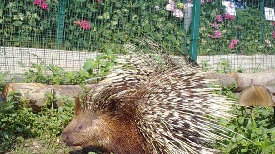 Puercoespín africano, en el núcleo zoológico El Bosque.