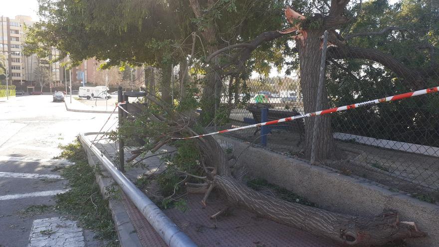 Los Bomberos realizan una decena de salidas en Alicante por el viento