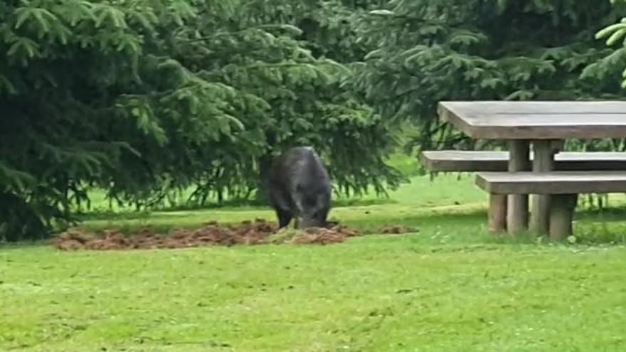 Vídeo: Así es el jabalí que ha sorprendido esta mañana a los paseantes del parque Pura Tomás