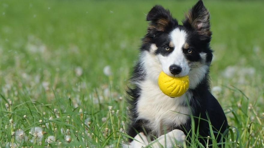 Conoce las razas de perros que no dan alergia