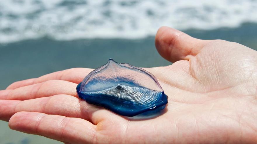 ¿Qué son estos animales de color azul intenso que han aparecido en las playas de Carnota?