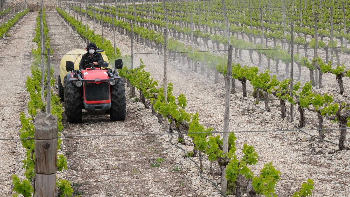 Un agricultor trabajando en su viñas en una explotación agrícola de la provincia