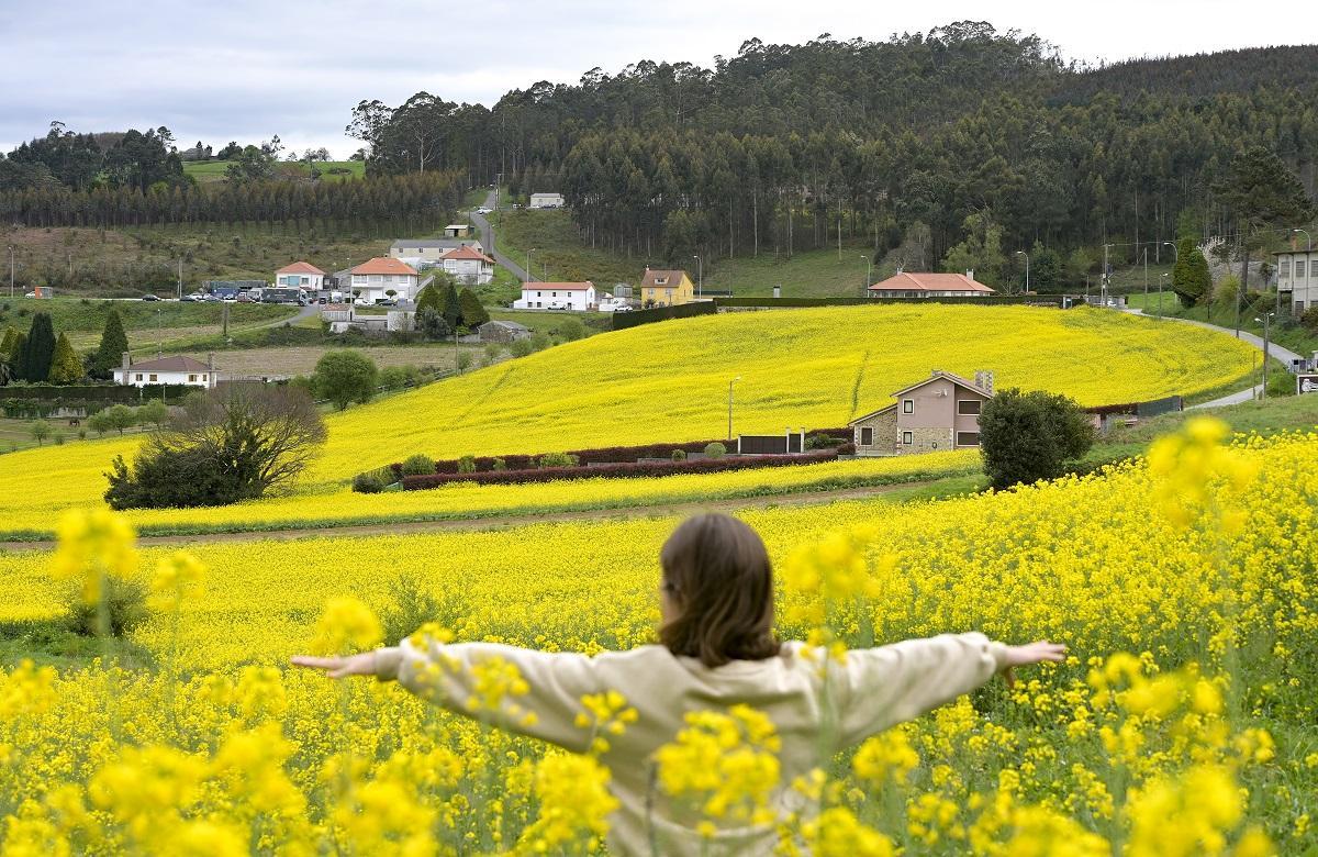 Campos sembrados de la planta Brassica napus, para hacer aceite en A Coruña.