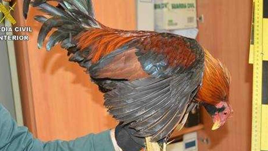 Los animales eran obligados a pelearse en una nave del polígono de Guadassuar.