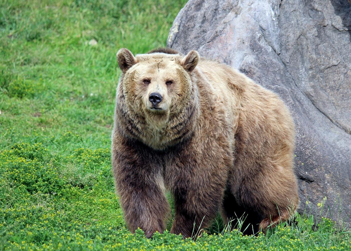 Oso grizzly.