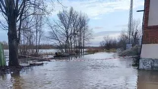 El Duero anega el paseo fluvial de Villaralbo: "Trae una buena corriente"