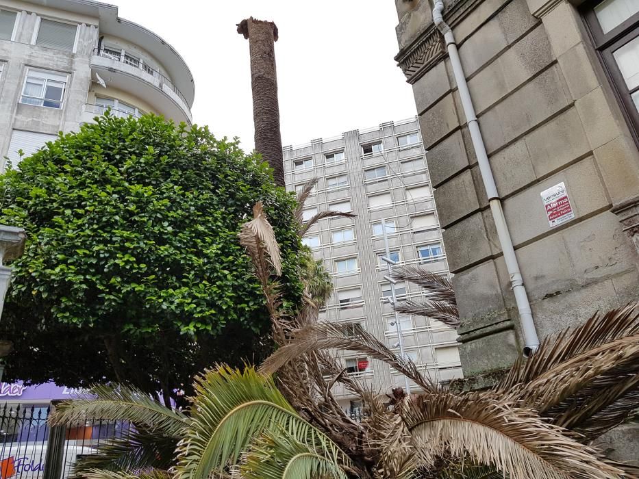 Un hongo acaba con una de las palmeras más emblemáticas de Pontevedra