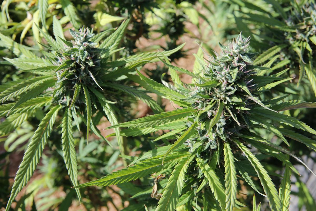 "Marihuana light" – Plantage auf Mallorca