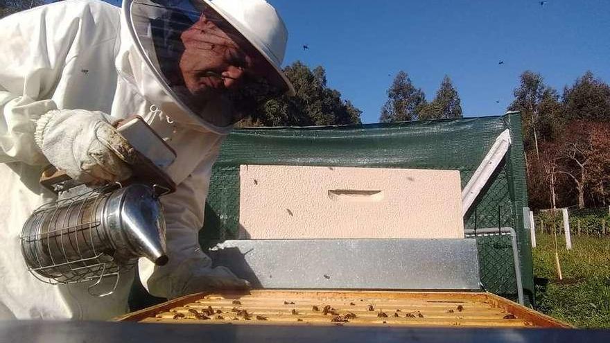 Los apicultores alertan sobre un nuevo tipo de avispa, la