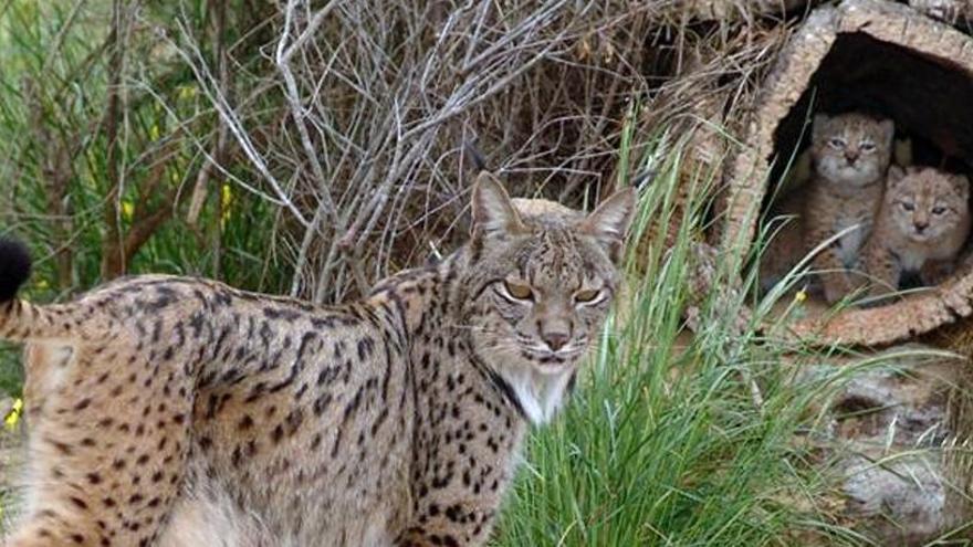 El lince, una de las especies del Parque Natural.