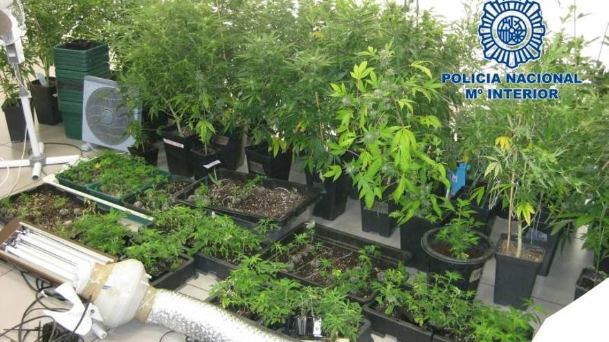 La pareja detenida cultivaba 300 plantas de marihuana en su casa