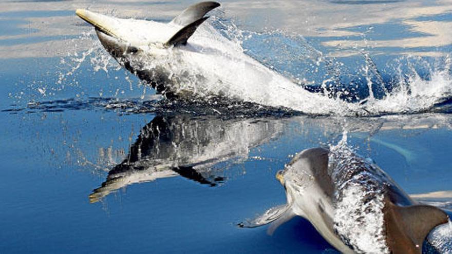 Blau-weiße Delfine zählen zu den häufigsten Delfinarten im Mittelmeer.