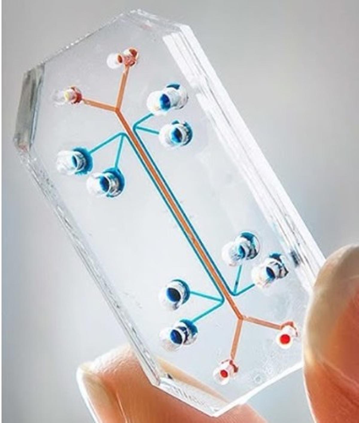 Organ-on-Chip