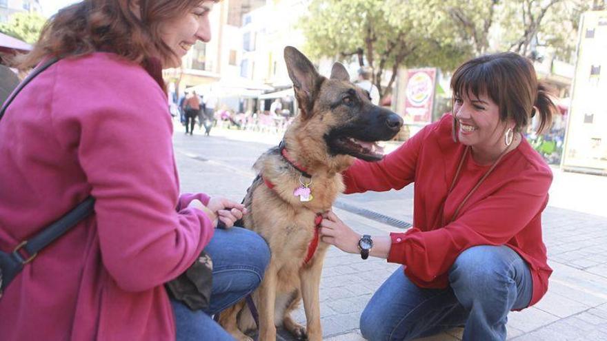 Castellón activa una campaña para evitar los collares que dañen al perro