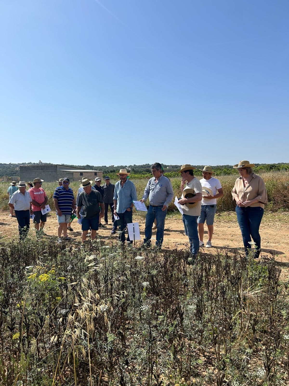 Agricultura | La jornada en el campo experimental de cereales en Maria de la Salut, en imágenes