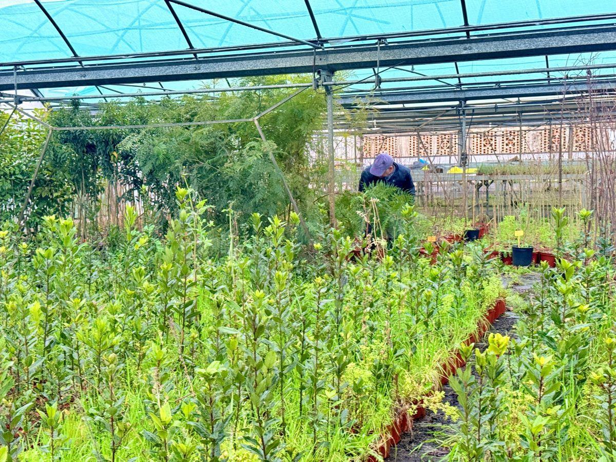 Campaña de arbolado 2026