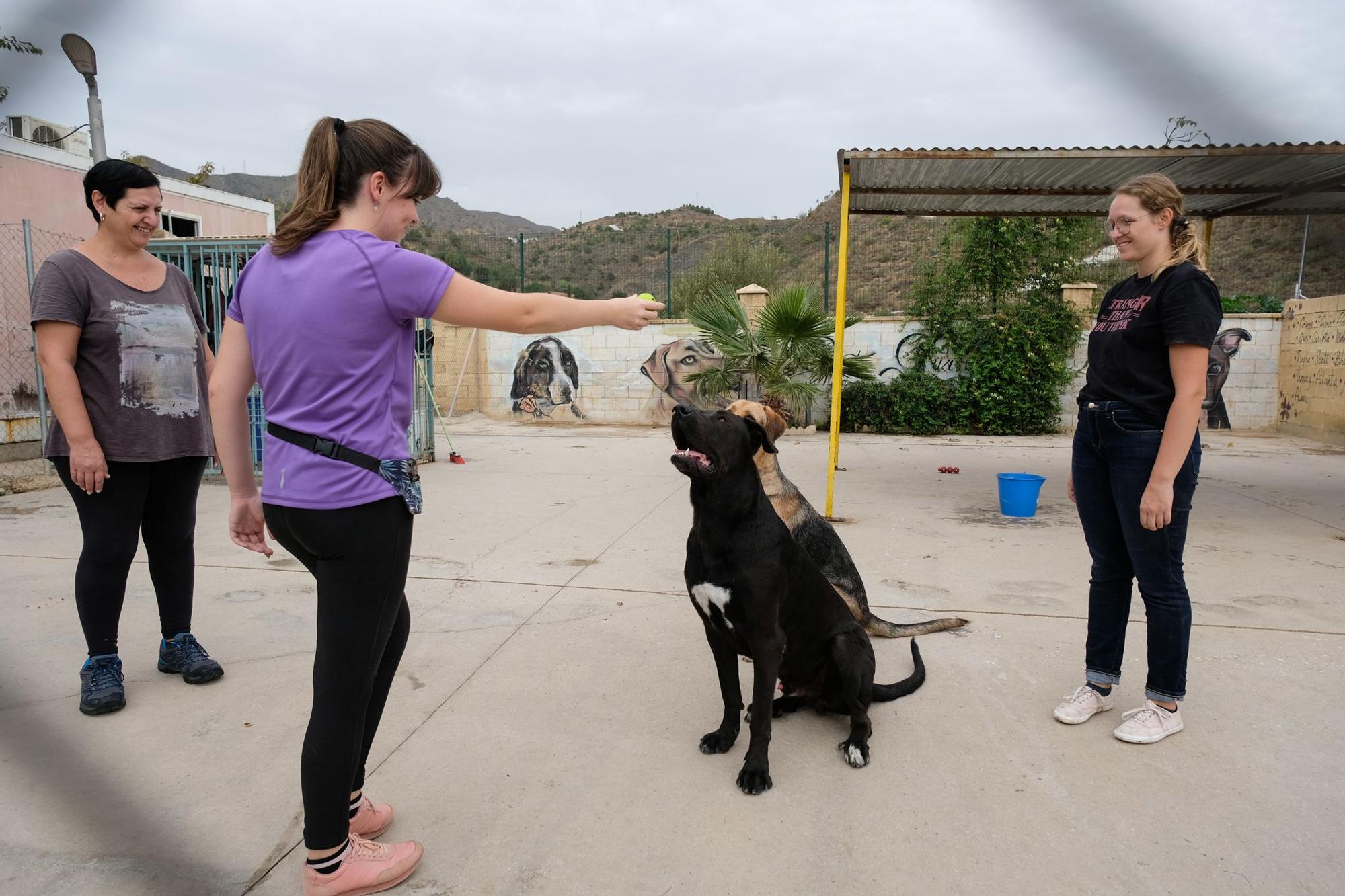 La Protectora de Animales de Málaga, a finales de octubre