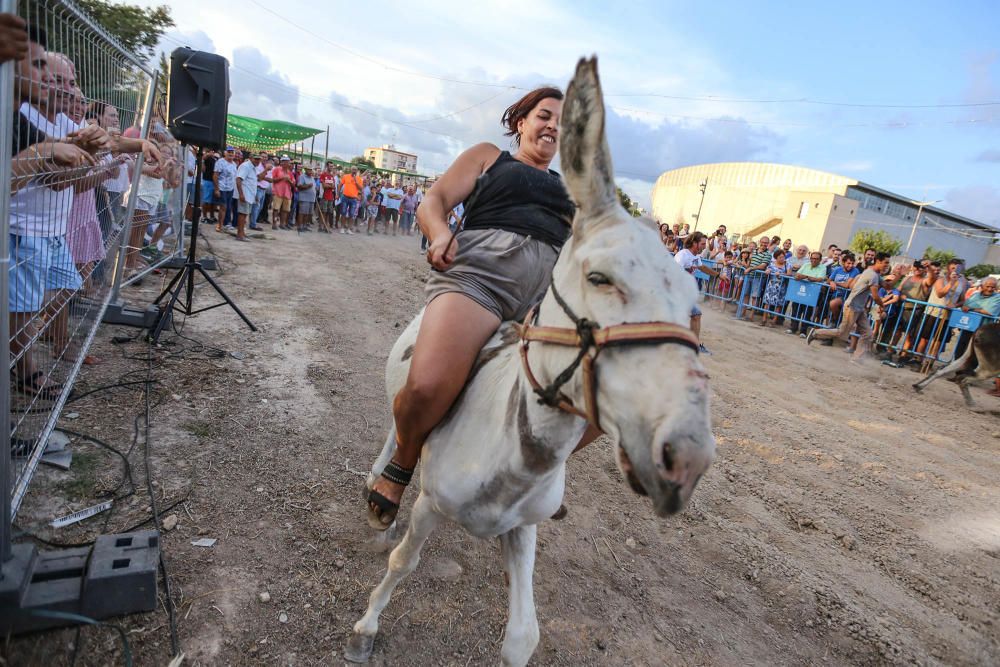 Carrera de burros y asnos y exhibición canina en D