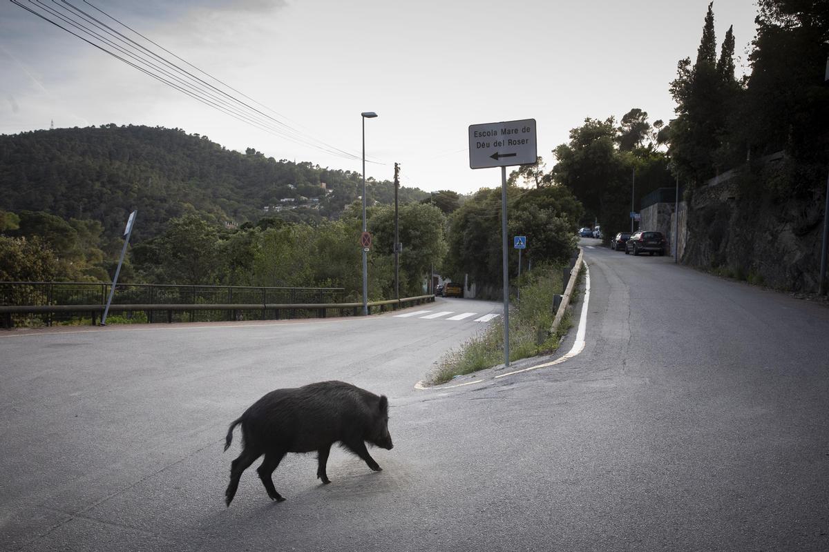 Un jabalí pasea por el Rectoret, en Collserola. La indivisible frontera entre vida salvaje y vida urbana