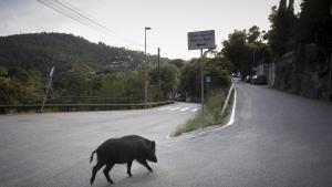 Mor un motorista després d’impactar amb un senglar a la C-31 a Sant Pere de Ribes