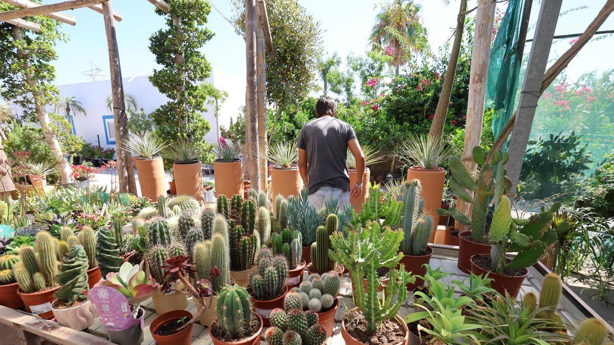 Gran variedad de cactus y otras plantas resistentes