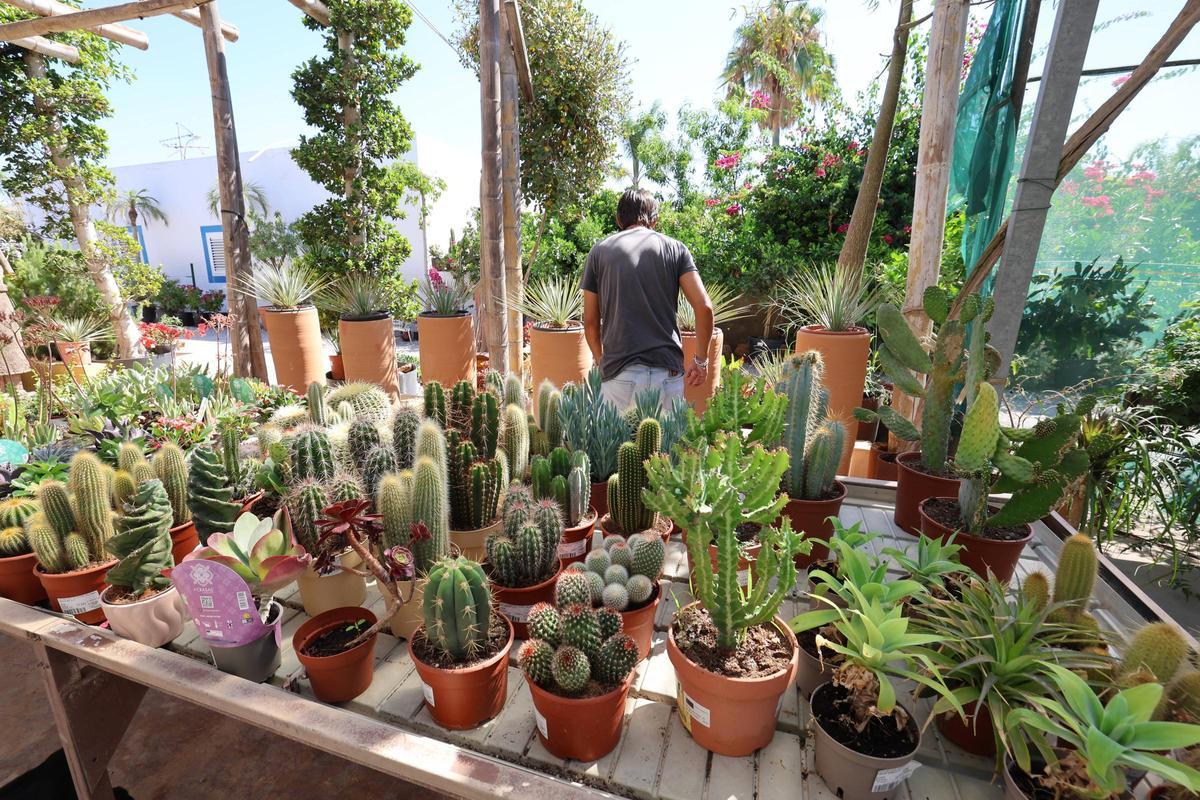 Gran variedad de cactus y otras plantas resistentes
