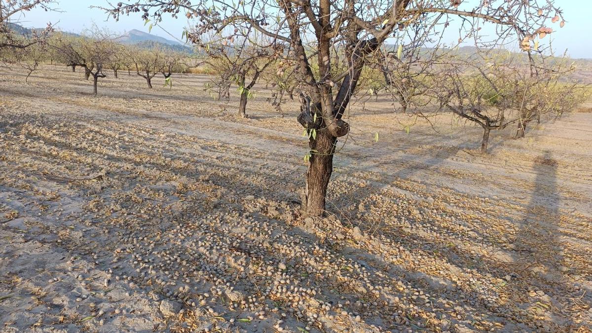 Zona afectada por el granizo