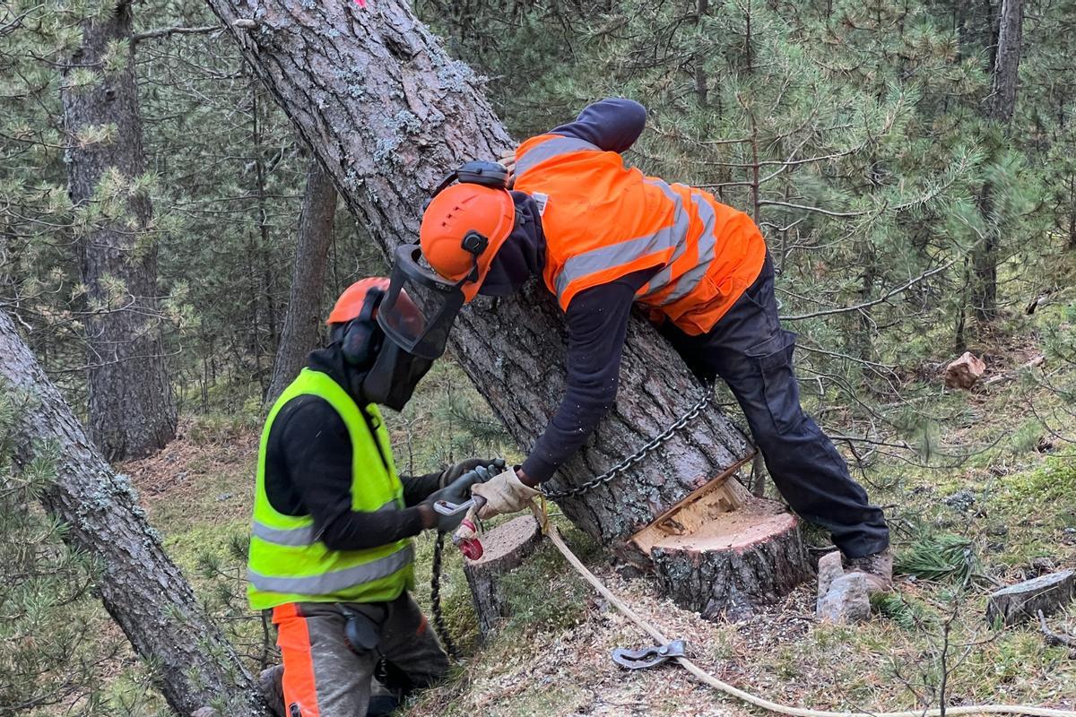 Dos operaris lligant un arbre recent talat en un bosc de pi negre d'Urús per poder-lo extreure de la zona