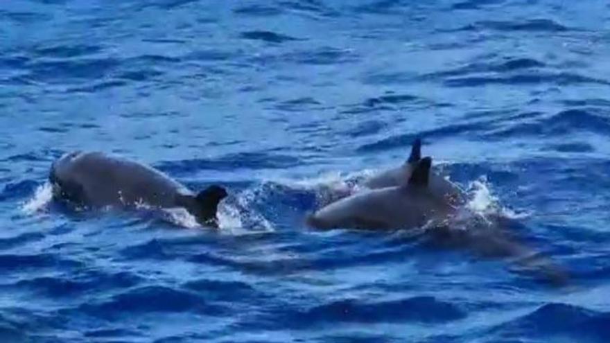Espectacular avistamiento de falsas orcas al sur de Gran Canaria