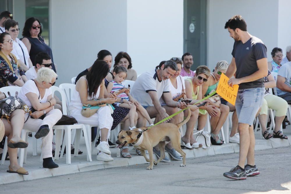 Desfile de perros que buscan un hogar