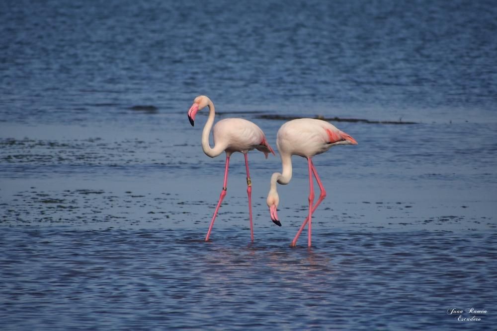 Flamencos en el Mar Menor