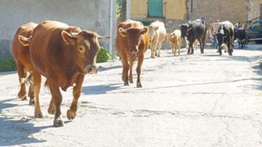 Investigan la muerte de una mujer relacionada con el mal de las vacas locas