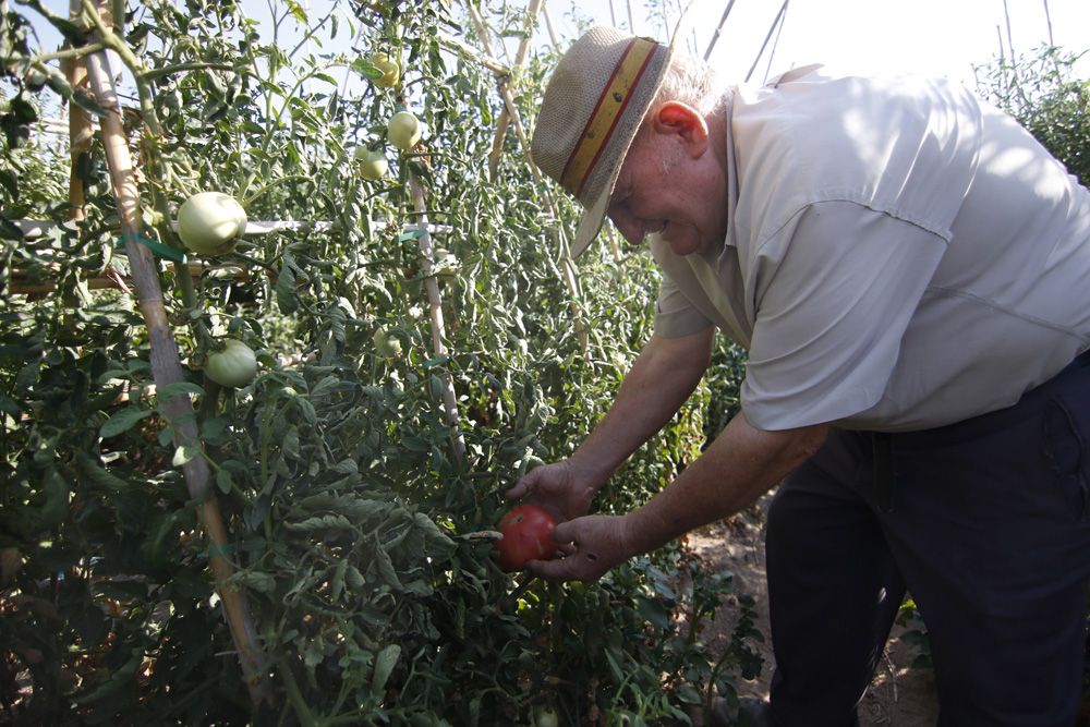 Tomate rosa de Alcolea, la joya de la huerta cordobesa