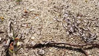 Vuelo nupcial de hormigas aladas en Barcelona: así ha sido el espectáculo