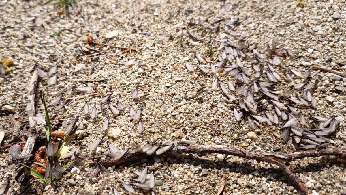 Vol nupcial de formigues alades a Barcelona: així ha estat l'espectacle