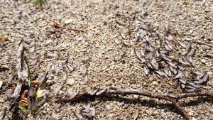 Vol nupcial de formigues alades a Barcelona: així ha estat l'espectacle