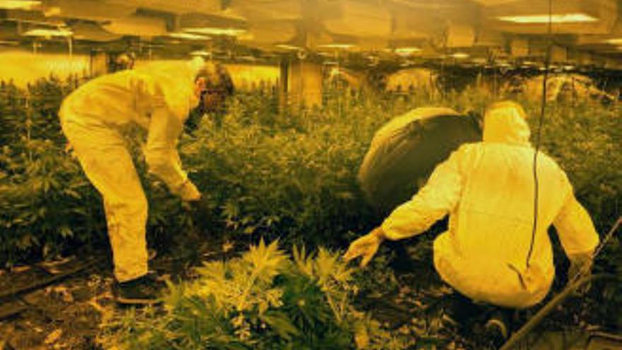 Una plantació de marihuana descoberta a Vullpellac