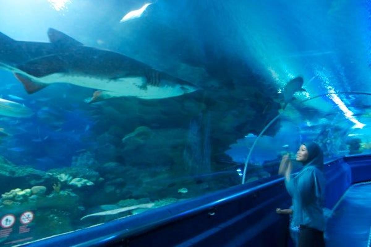El acuario, situado junto a las Petronas, es uno de los mayores del sudeste asiático