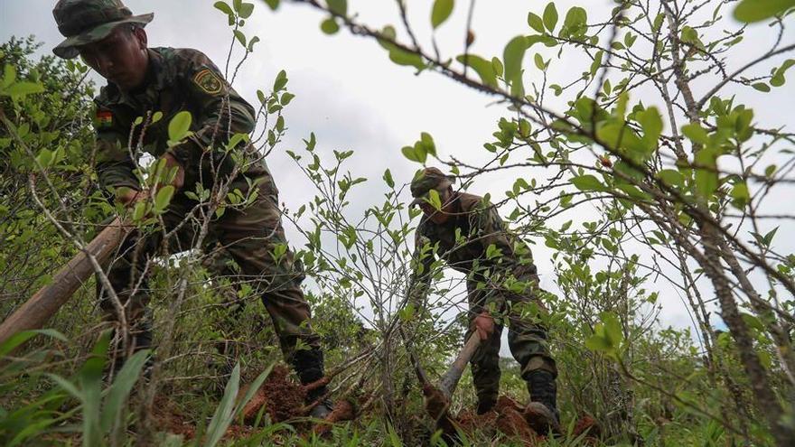 La cuarentena paraliza la destrucción de cultivos ilegales de coca en Bolivia