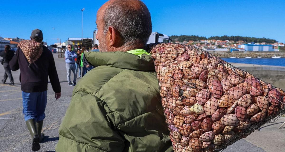 Descargas de almeja rubia en A Illa, ayer. |  Iñaki Abella