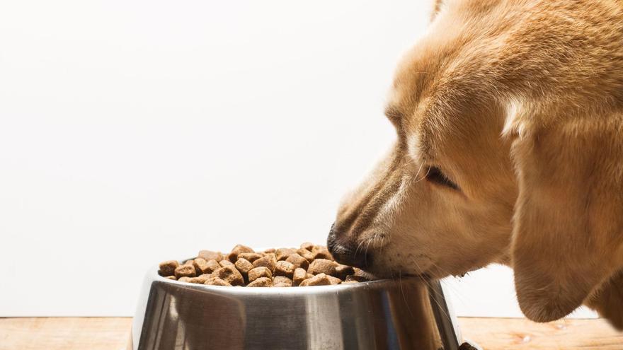 Nutrición canina: consejos para calcular las calorías diarias que necesita tu perro