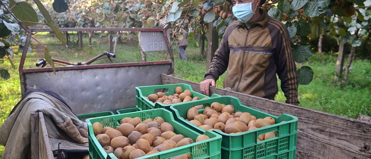 Un agricultor prepara unas cajas con kiwis, durante la tarde de ayer. |   // NOÉ PARGA