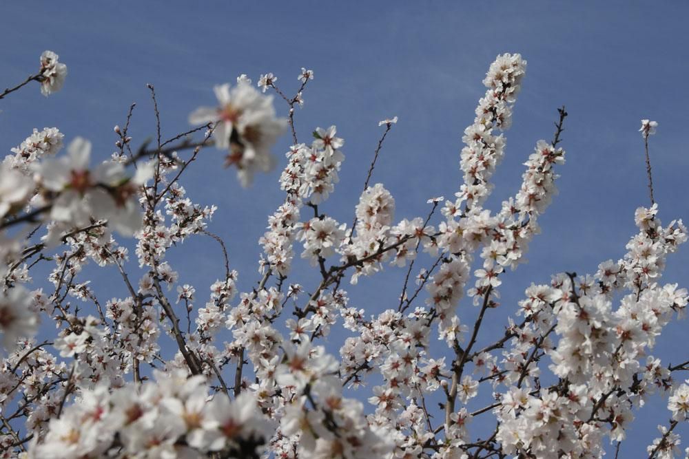 Almendros en flor, un espectáculo de la naturaleza