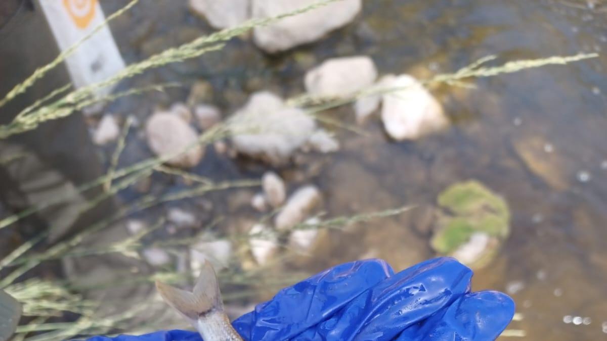 Un pez muerto en el río Abella afectado por el vertido de purines.