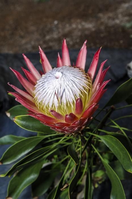 Plantación de proteas