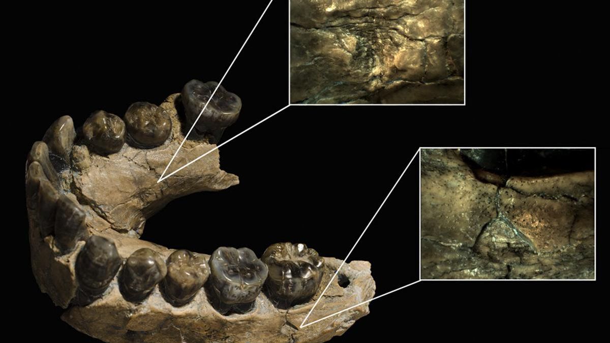 ¿Y si el Homo habilis no fue el primer gran cazador, sino una presa más?