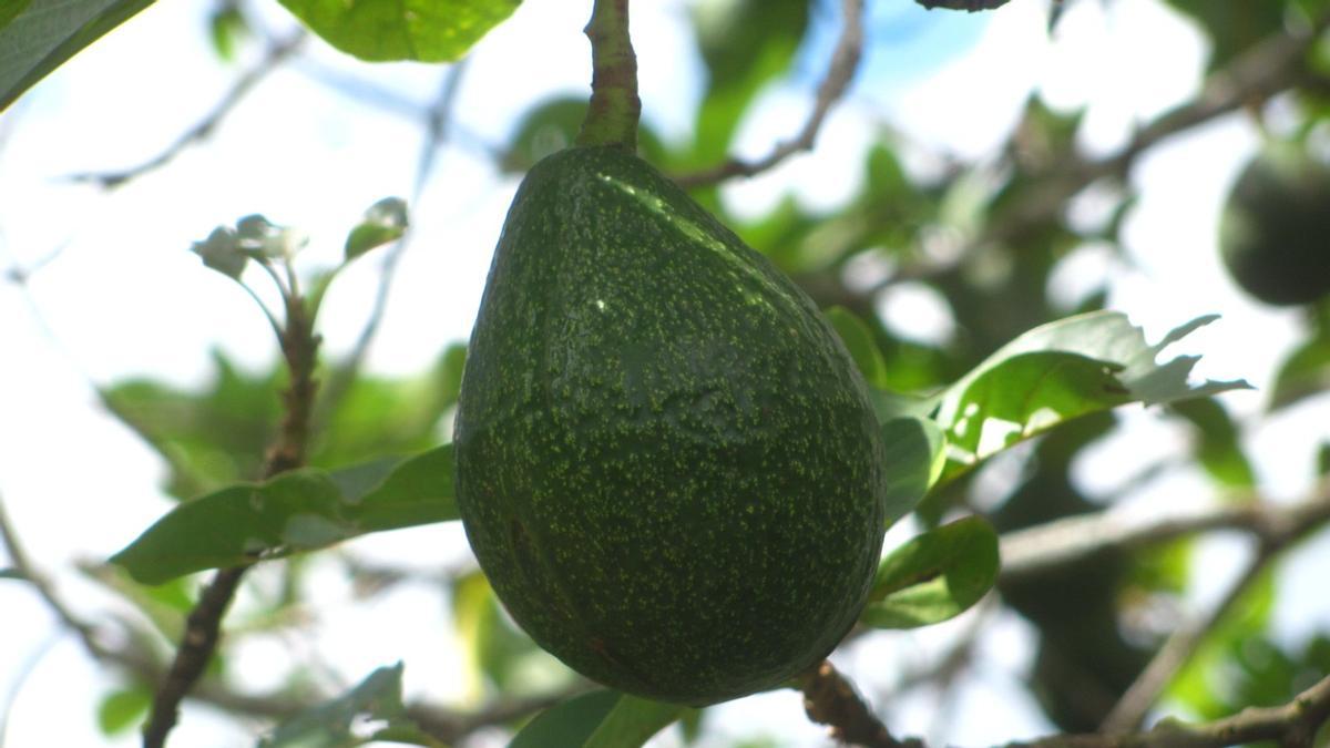 El fruto de un aguacatero.