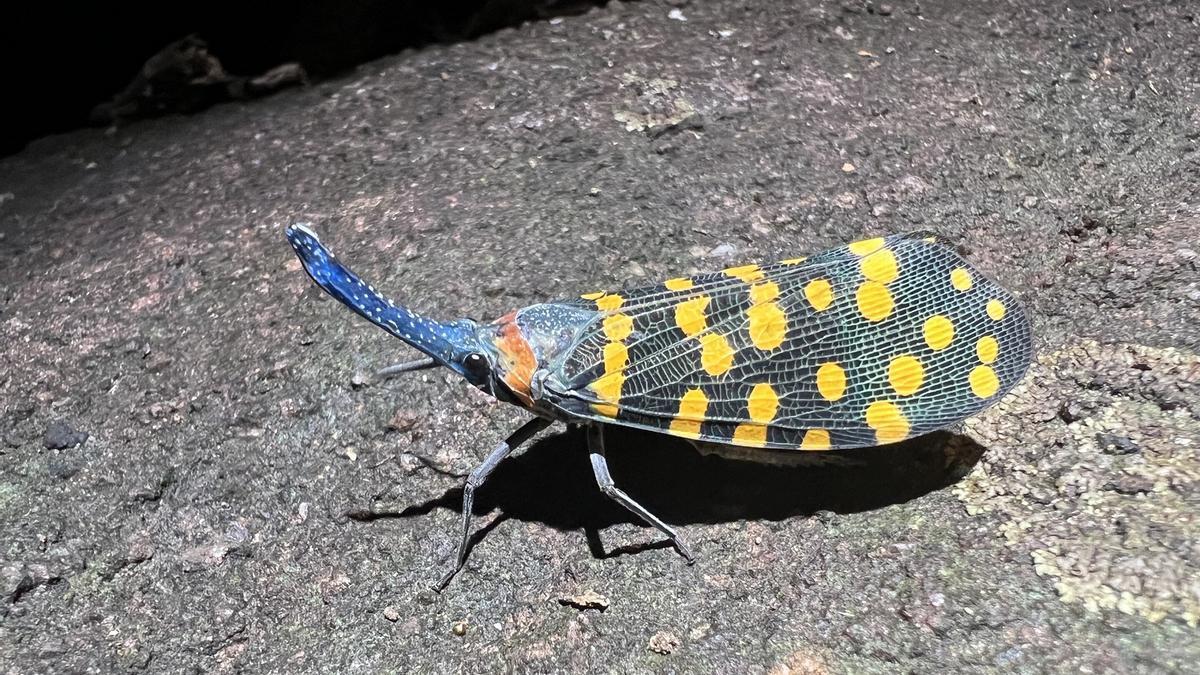 Unas 6.000 de las 16.000 nuevas especies descubiertas cada año son insectos